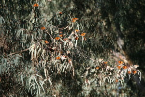 Butterflies Central Jan24 2016 mating 019