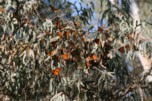 Butterflies central park 1 14 16 moving 013