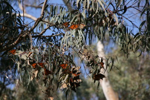 Butterflies central park 1 14 16 moving 017
