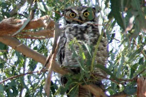 Owl Gibbs Park 1