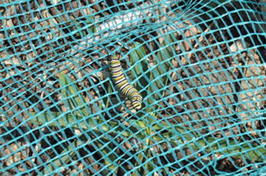 The milkweed net hasn’t deterred this caterpillar from munching.