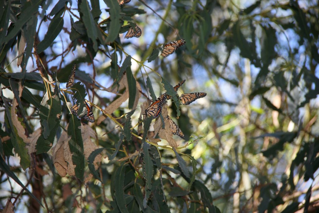 Gibbs Migration 0ct 23, 2014 009