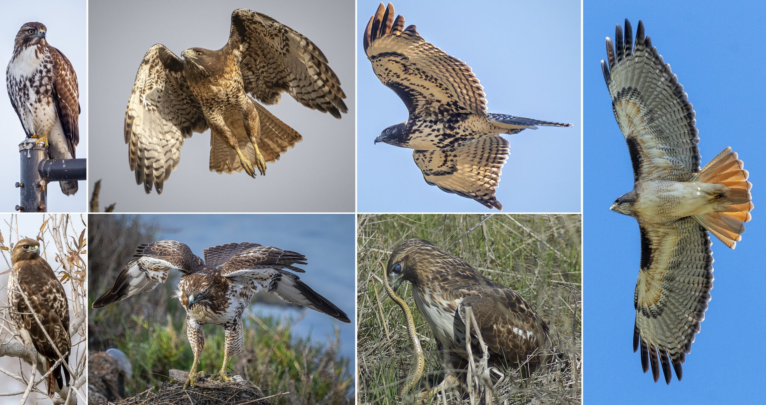 Red-tailed Hawk collage