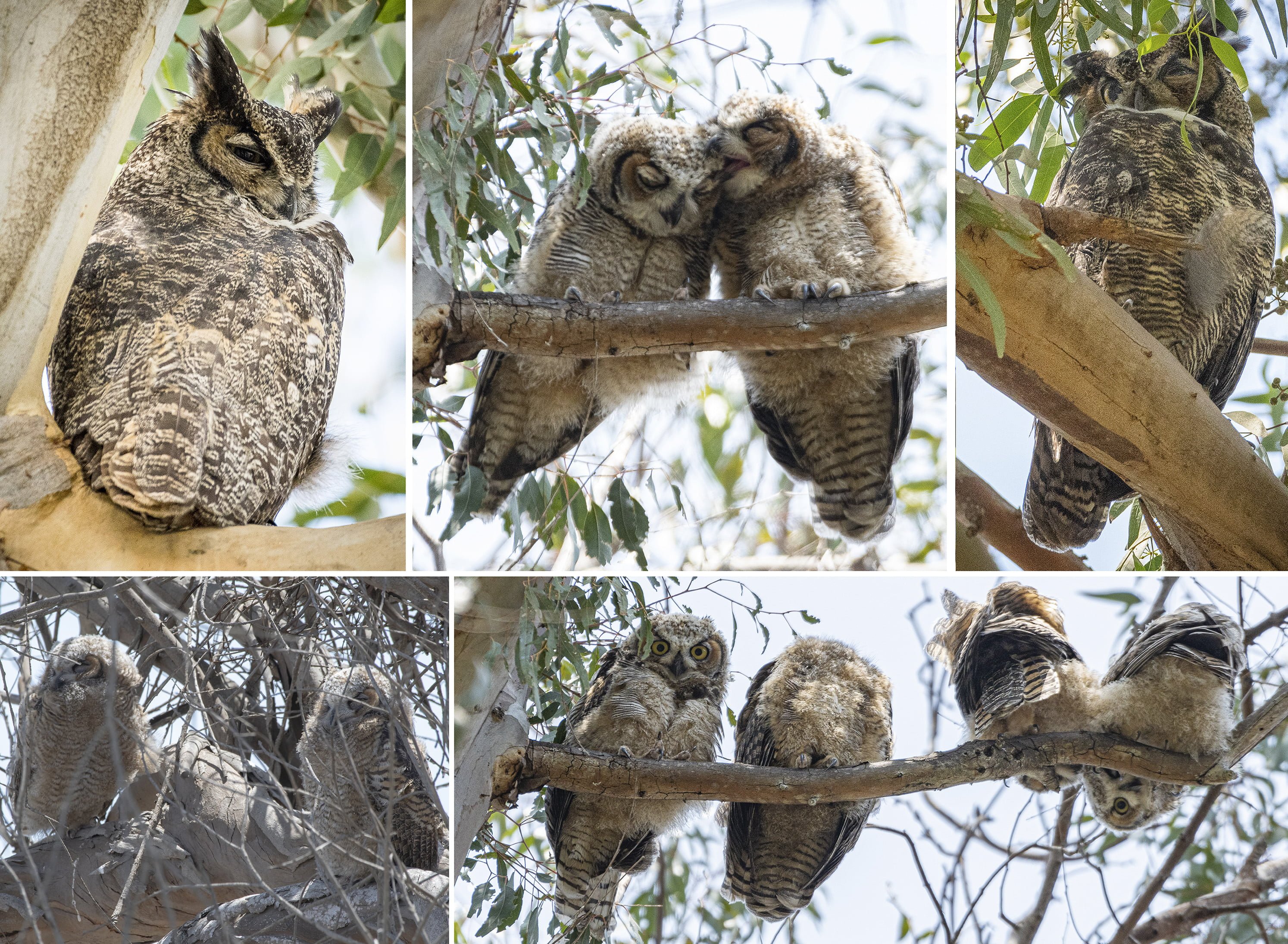 Owl collage by James Kendall